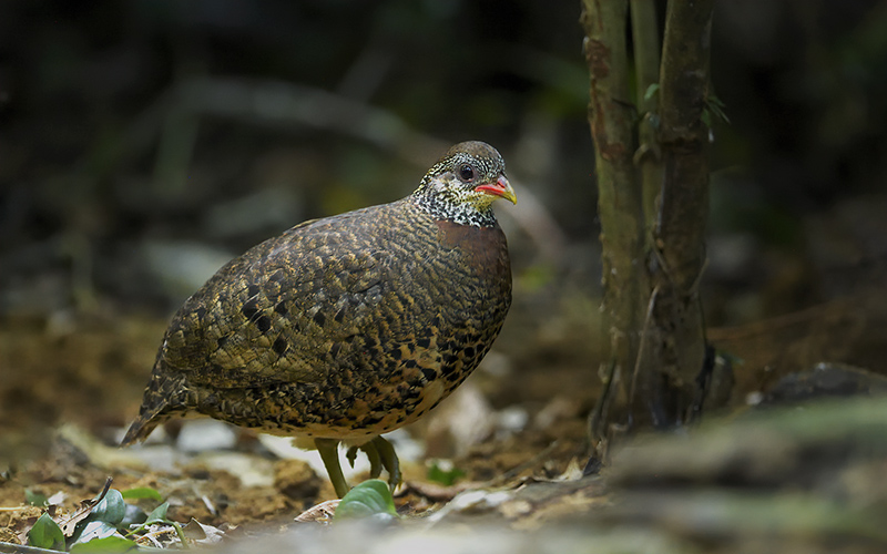 Tonkin Partridge at Cuc Phuong National Park, Northern Vietnam - Endemic subspecies birds of Vietnam - Photo by Bui Duc Tien